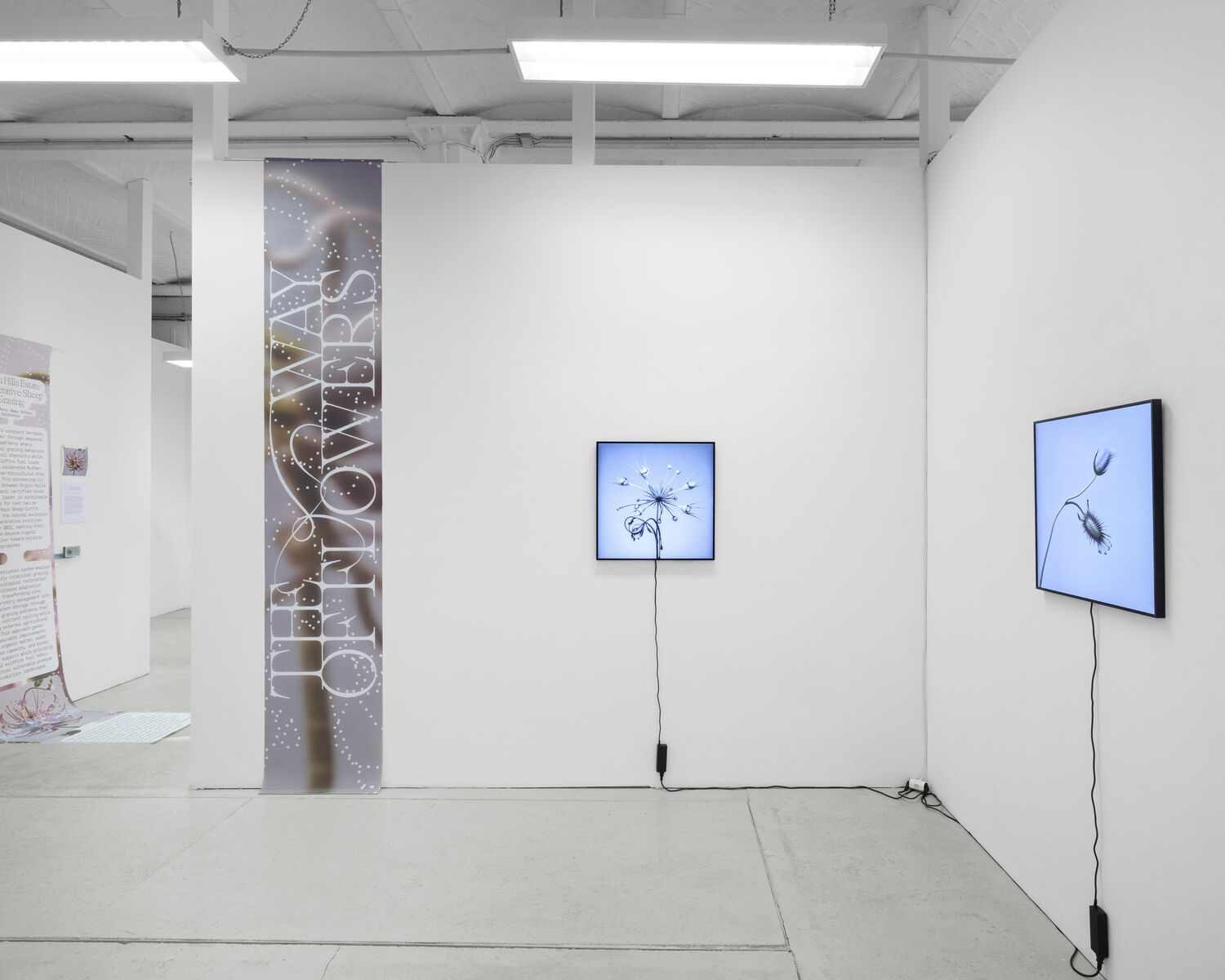 Exhibition view, CROSSLUCID, The Way of Flowers, 2025