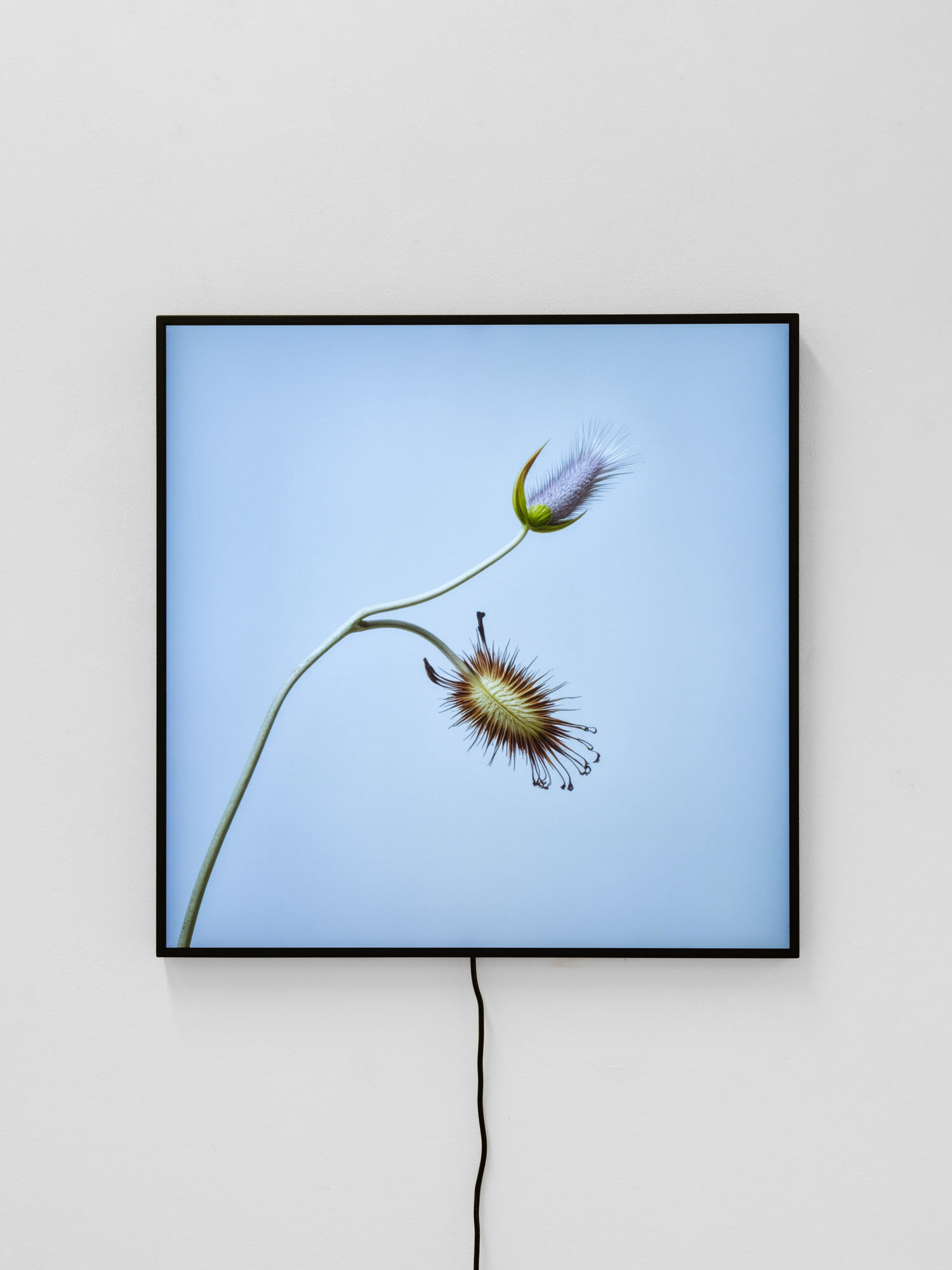 CROSSLUCID Blooming Screen _2, 2025 Custom LED Screen, with blockchain integration 60 x 60 cm