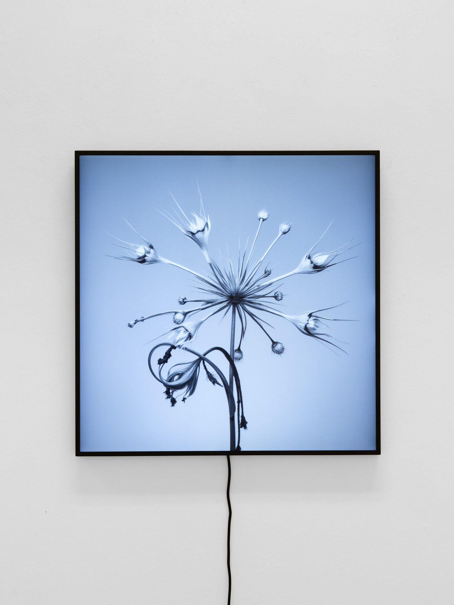 CROSSLUCID, Blooming Screen _1, 2025 Custom LED Screen, with blockchain integration, 60 x 60 cm